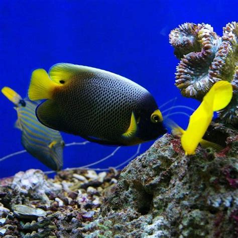 什麼魚招財|養魚招財，別在猶豫了！快把財神請進門